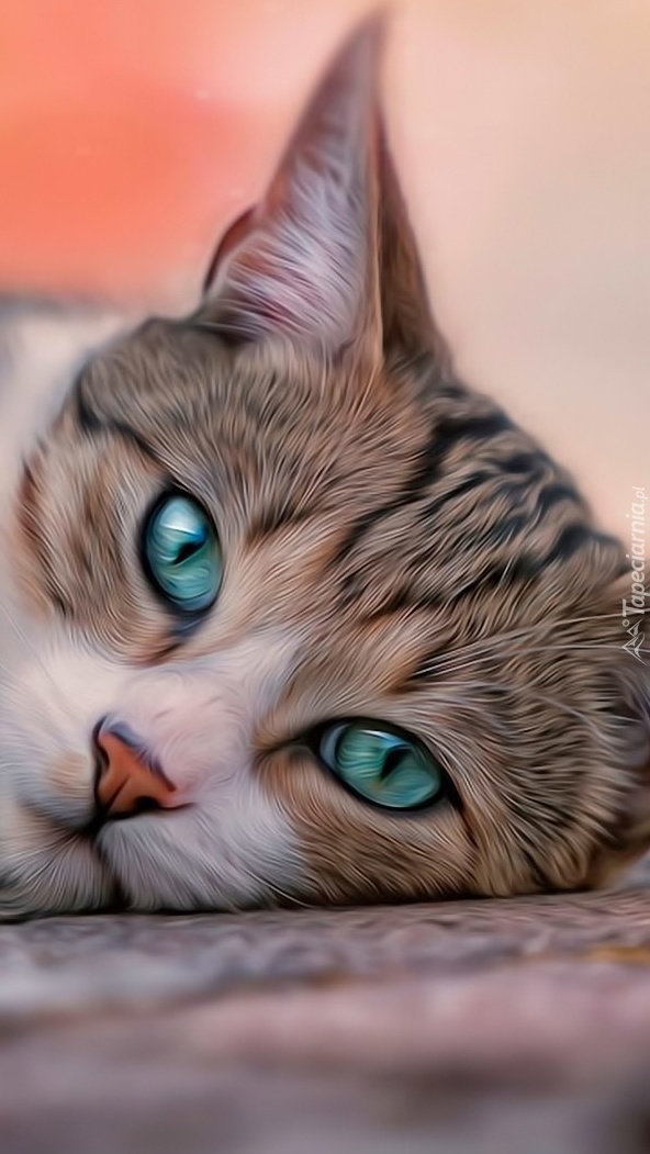 Turkusowe oczy kota