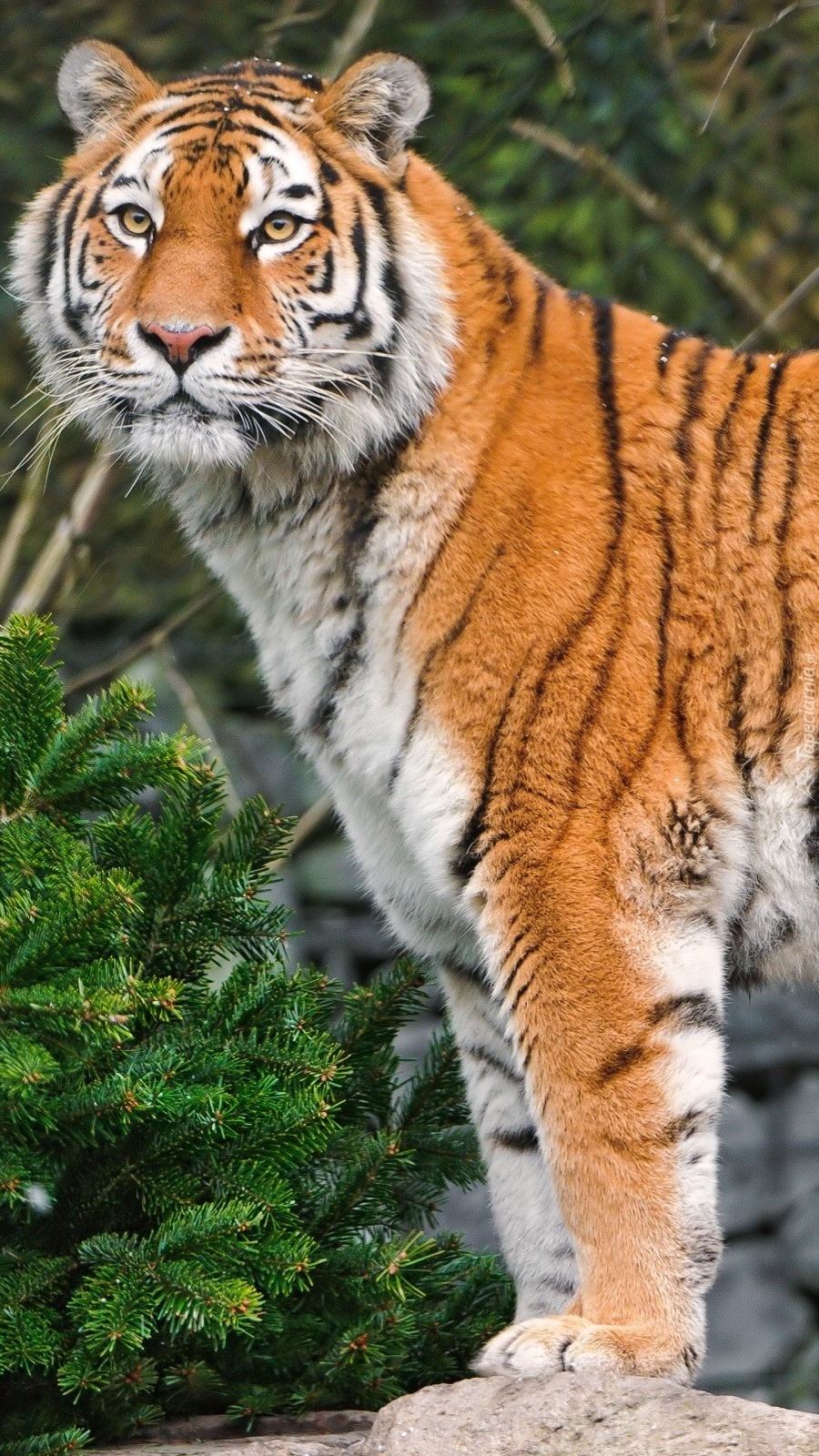 Tygrys bengalski