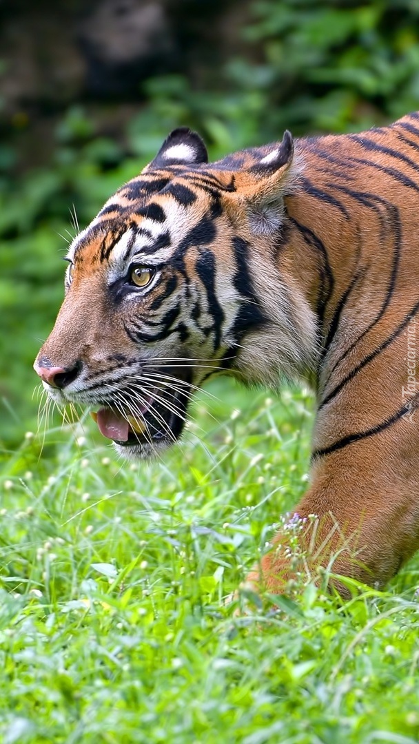 Tygrys bengalski w zbliżeniu