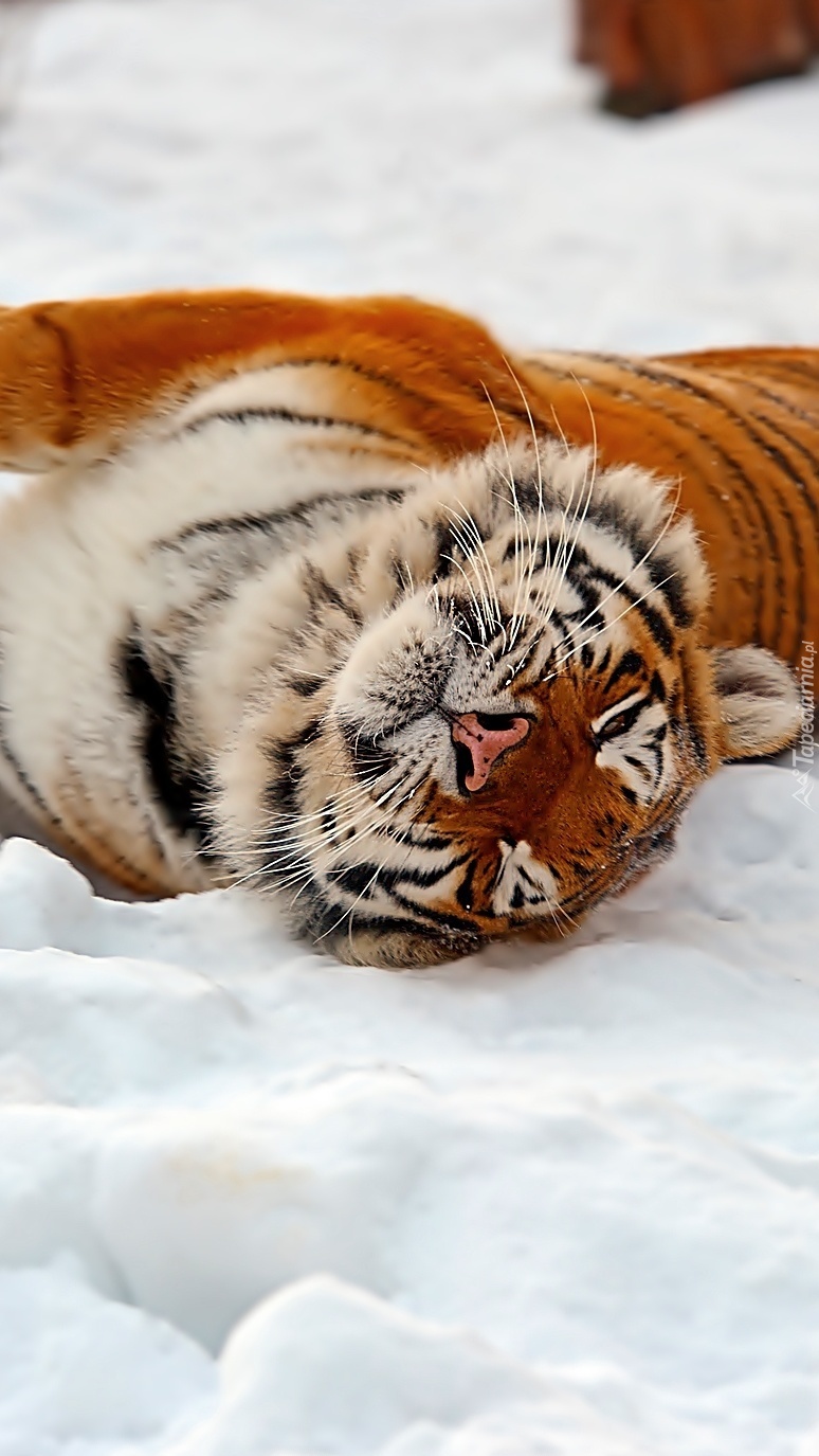 Tygrys leżący na śniegu