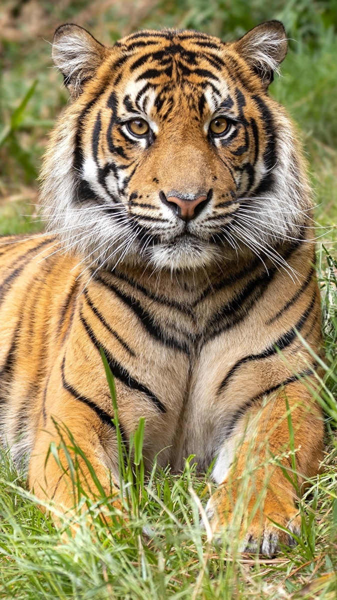 Tygrys leżący w trawie