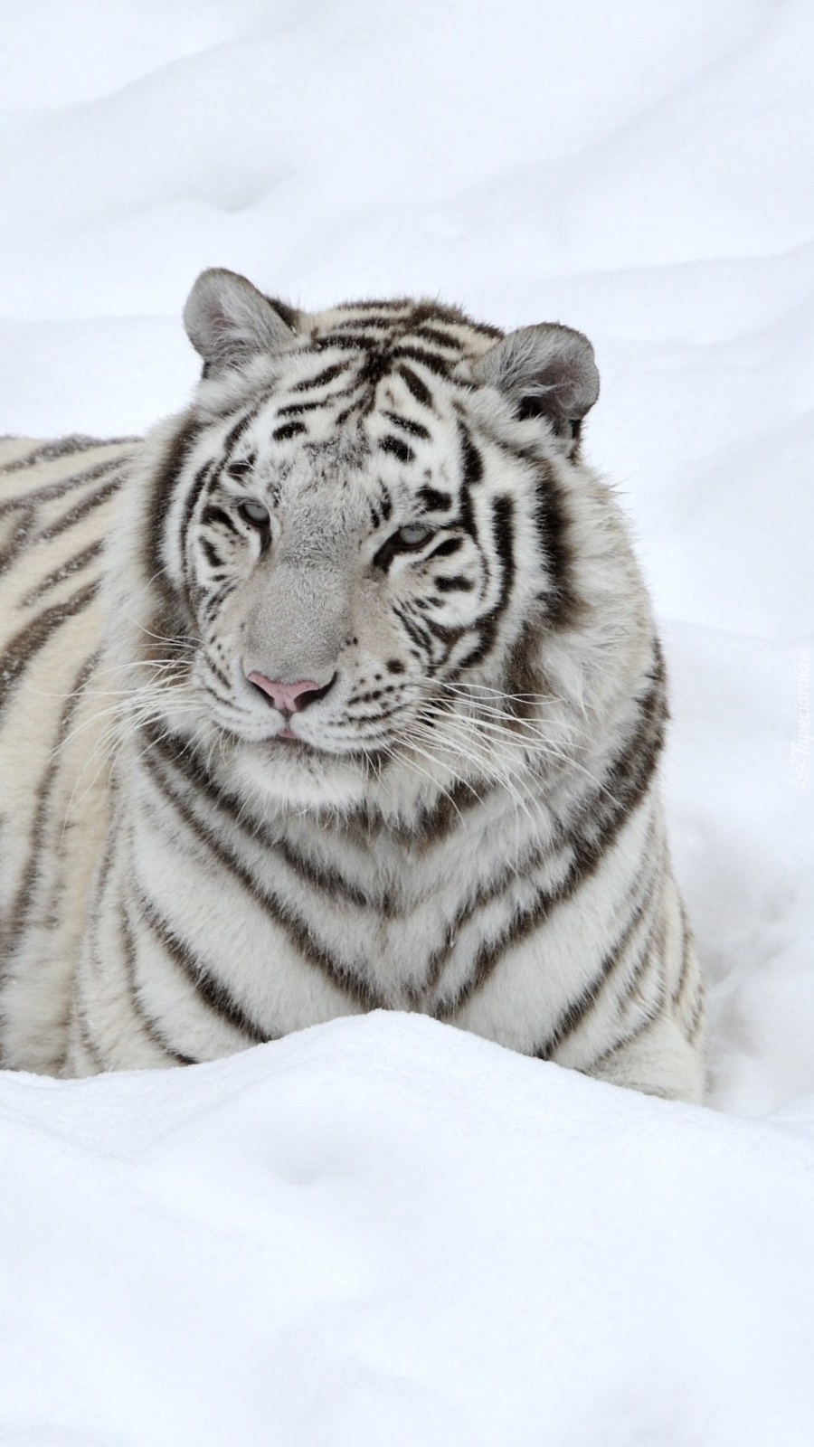 Tygrys na śniegu