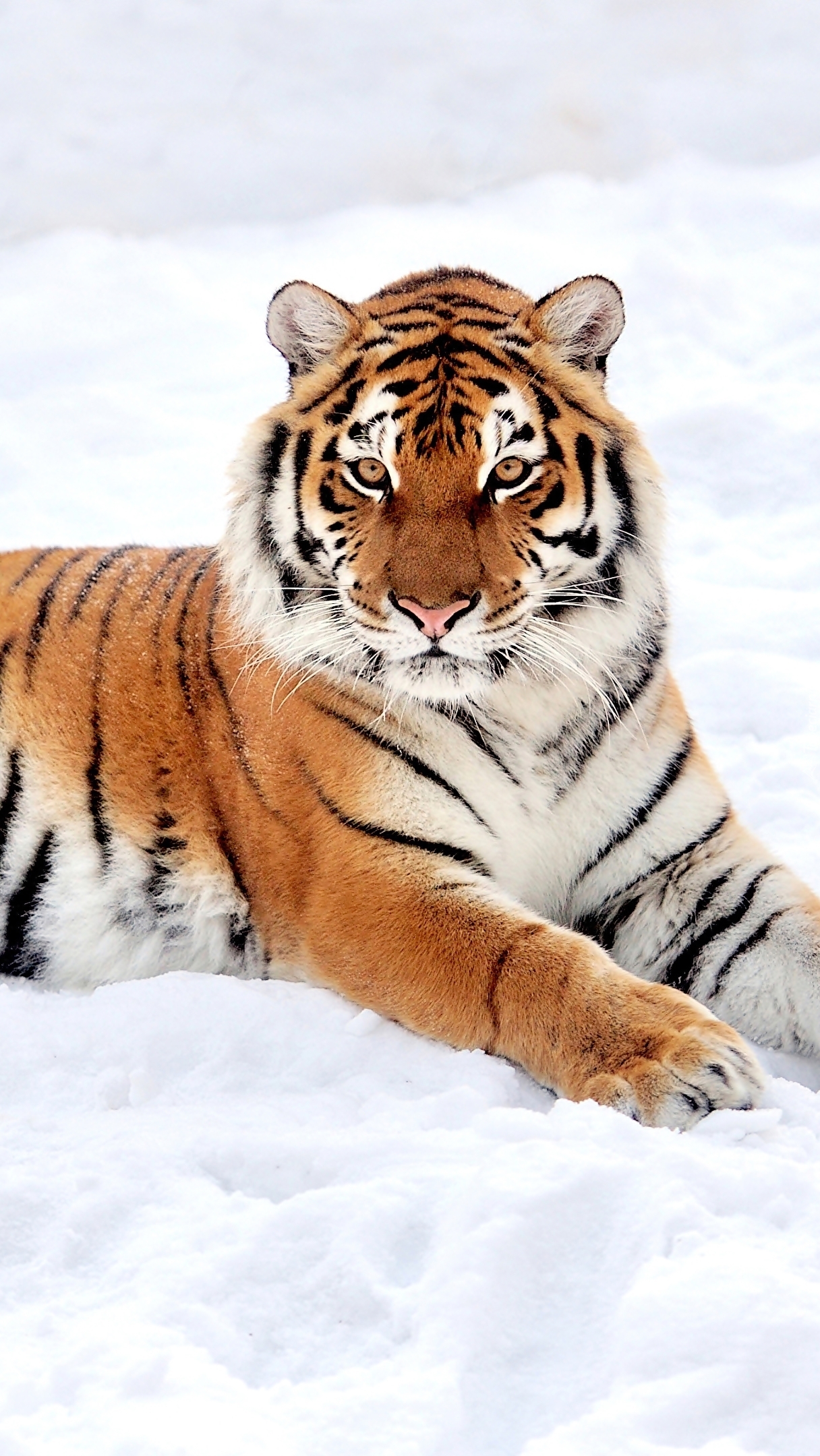 Tygrys na śniegu