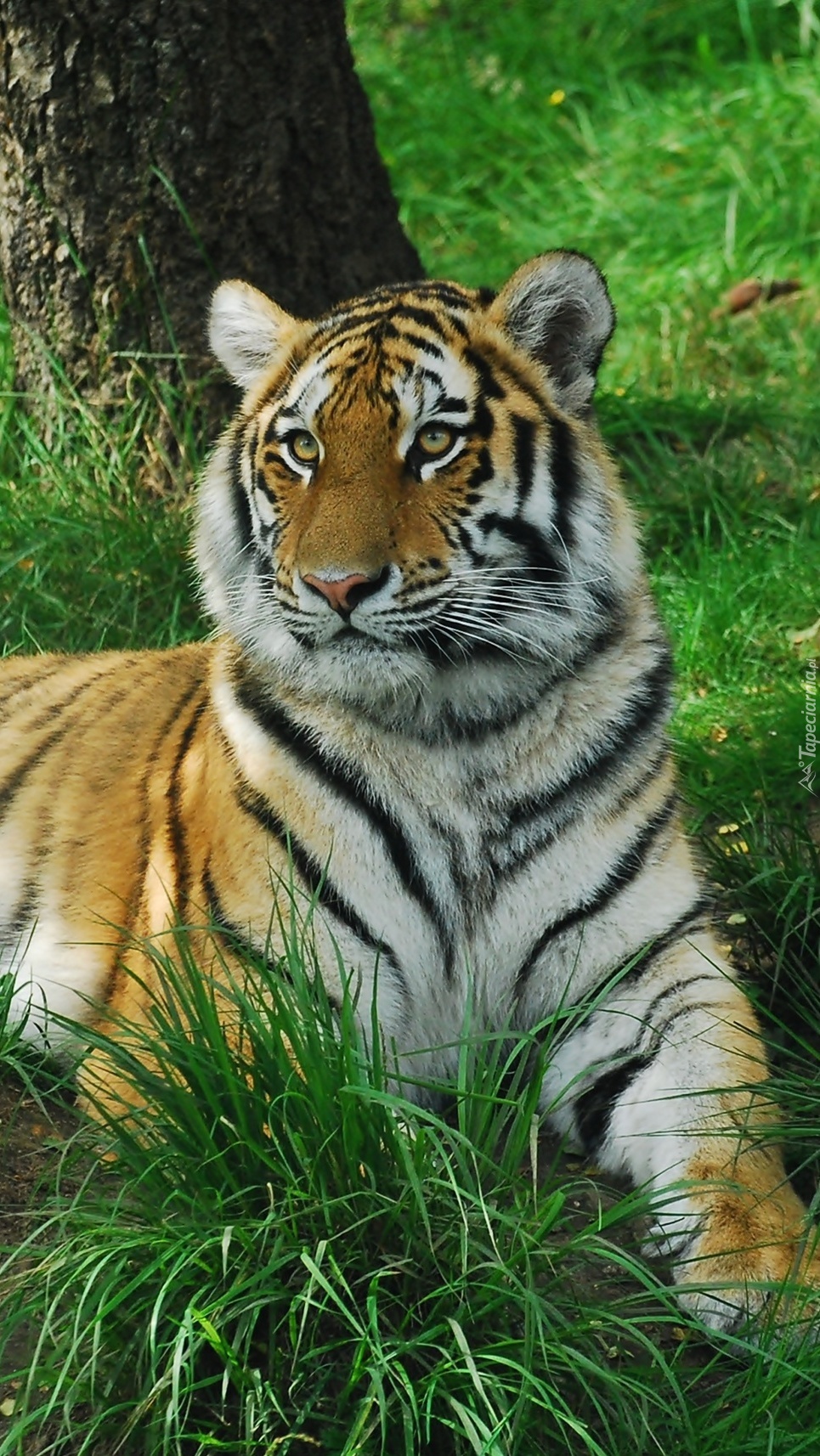 Tygrys na trawie