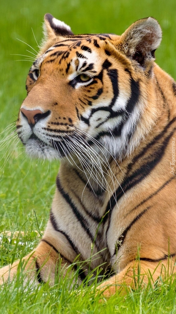 Tygrys na trawie