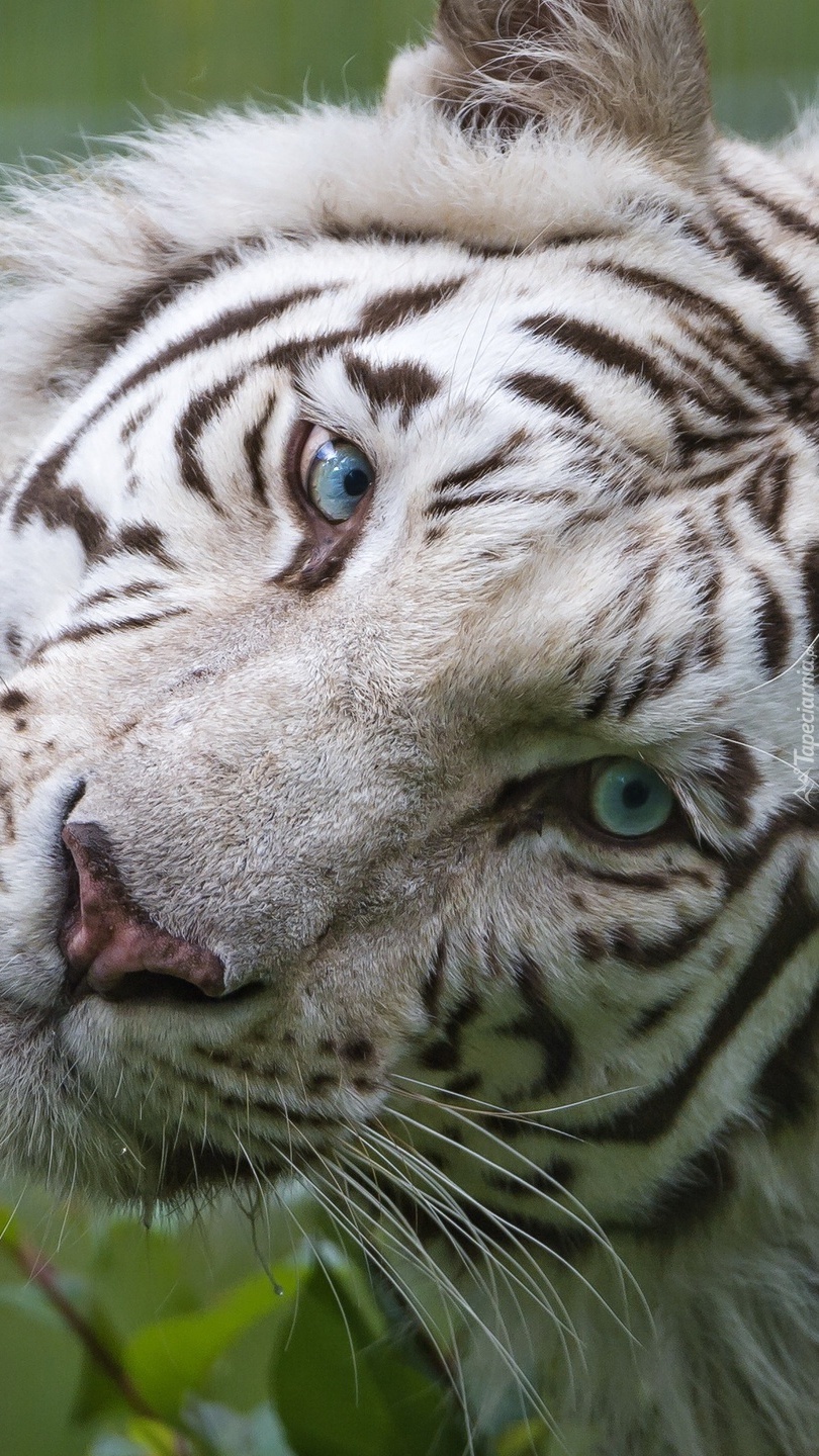 Tygrys o niebieskich oczach