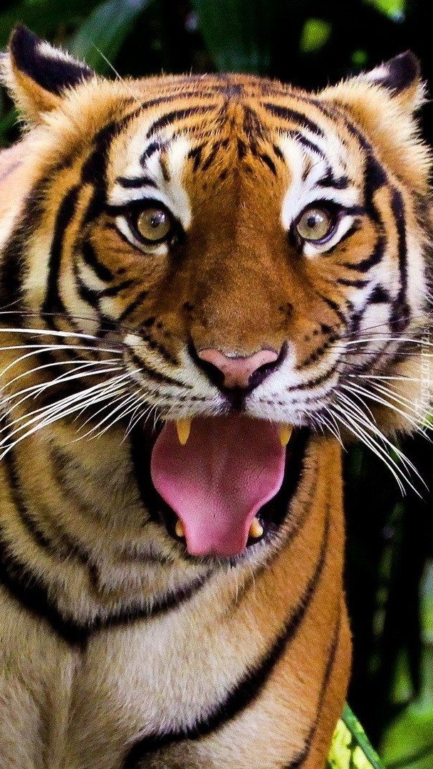 Tygrys pokazujący język