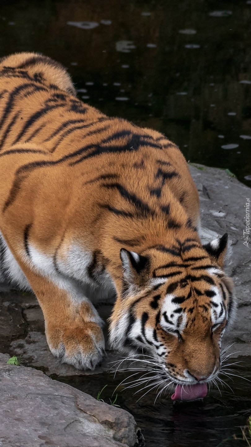 Tygrys przy wodopoju