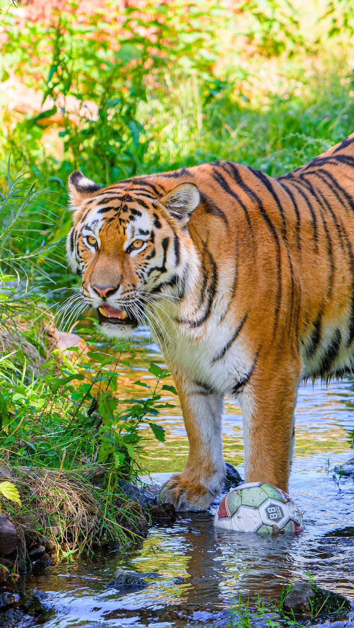 Tygrys stojący w strumieniu