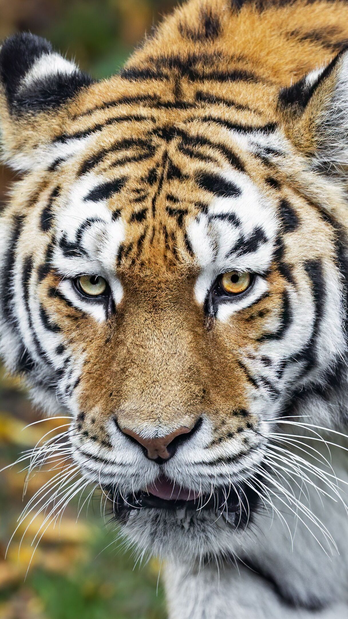Tygrys syberyjski