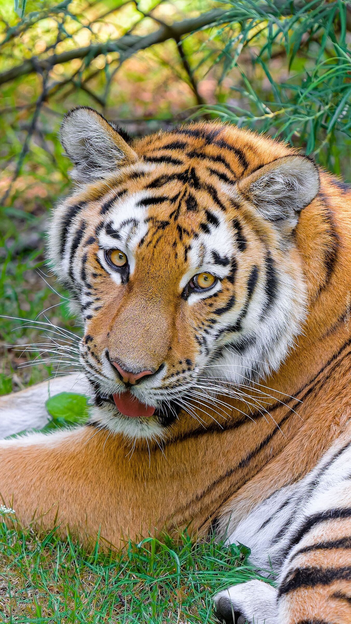 Tygrys syberyjski na trawie