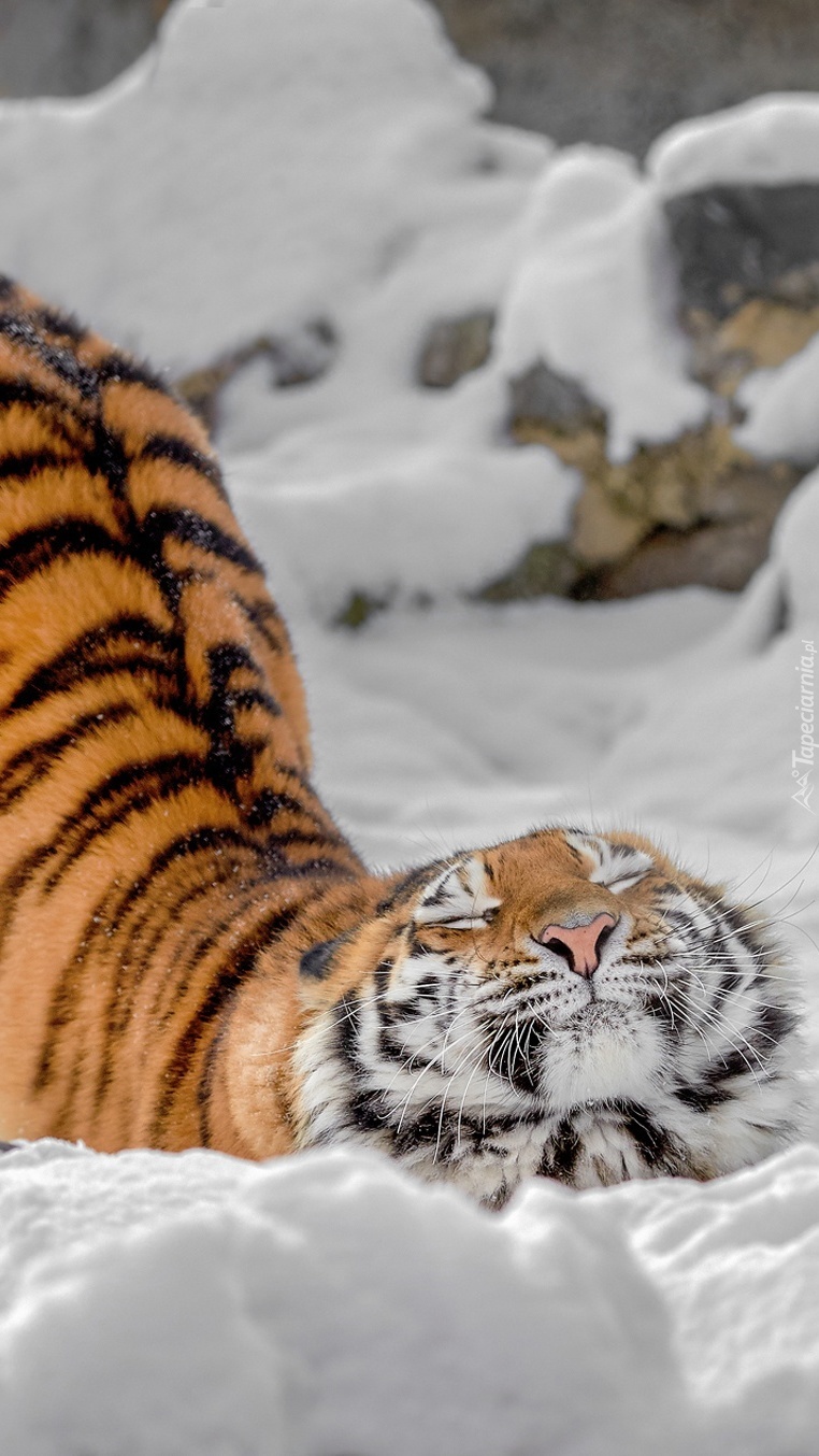 Tygrys tarzający się w śniegu