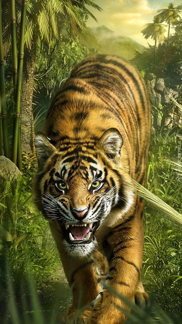 Tygrys w dżungli
