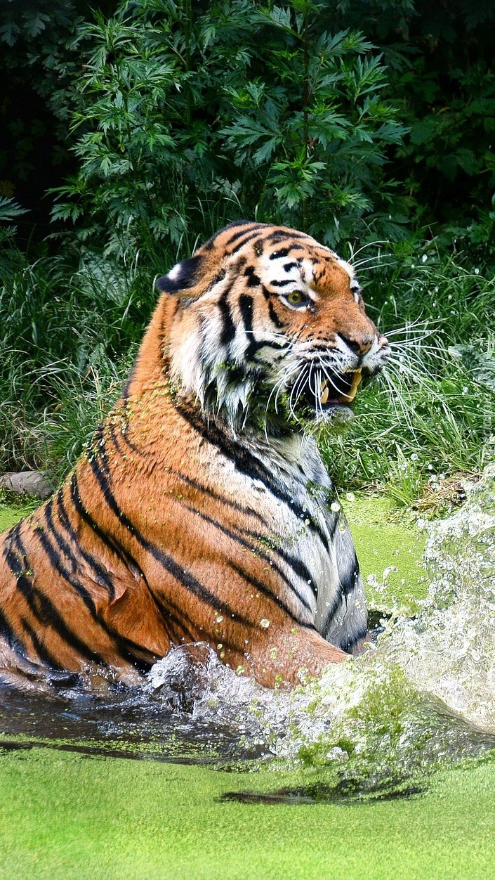 Tygrys w kąpieli