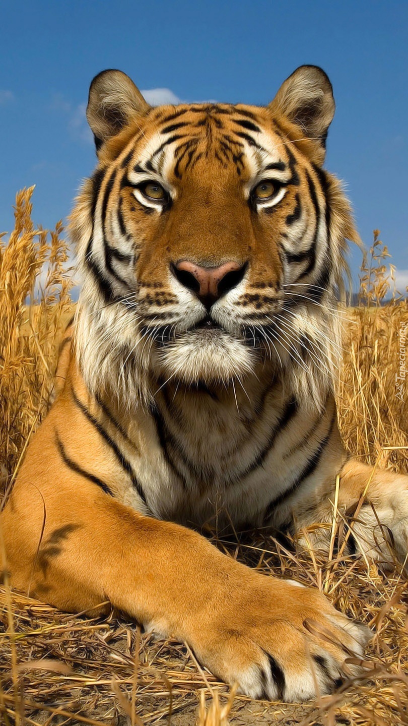 Tygrys w suchej trawie