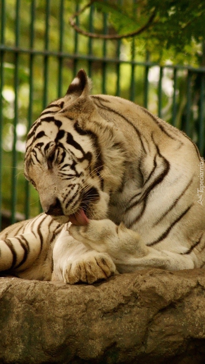 Tygrys w zoo