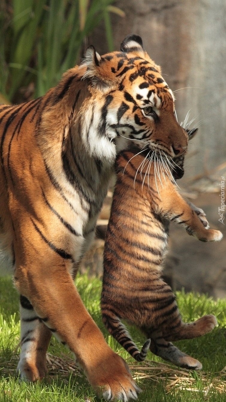 Tygrys z maleństwem w zębach