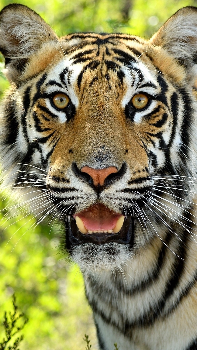 Tygrys z otwartą paszczą
