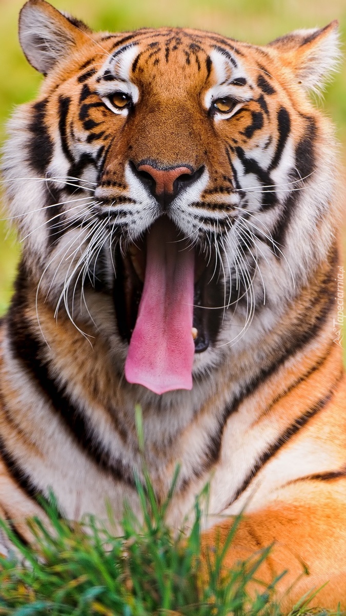 Tygrys z otwartą paszczą