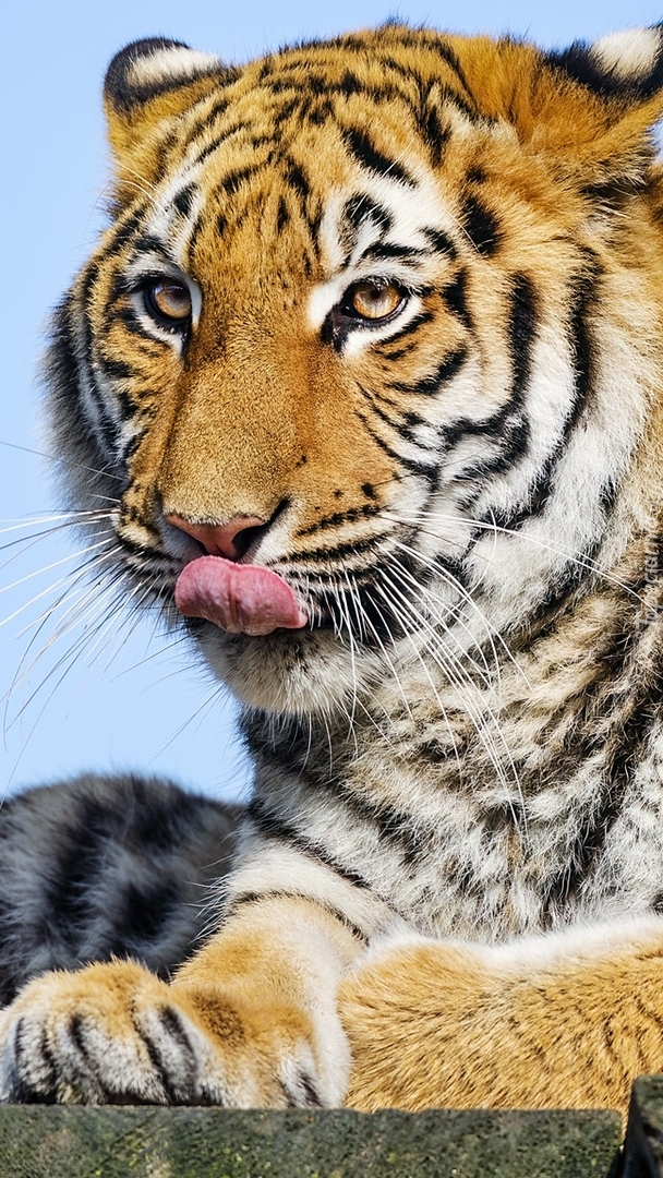 Tygrys z wystawionym językiem