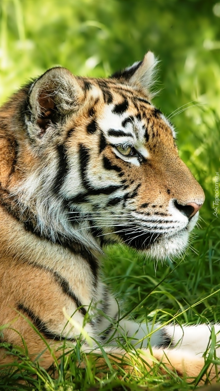 Tygrysek na trawie