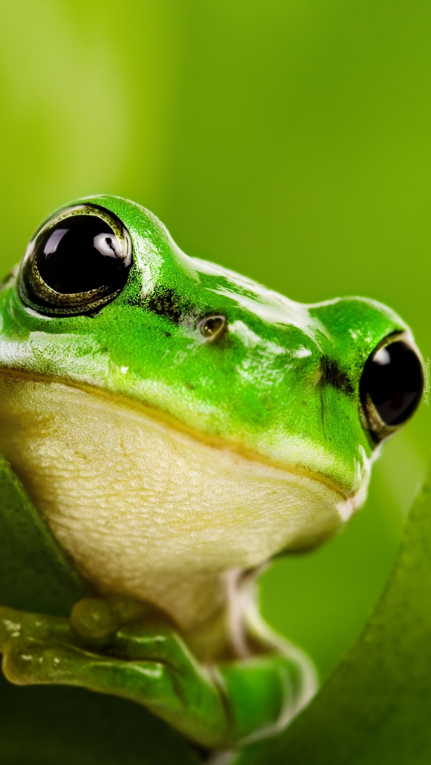 Urocza zielona żabcia na liściu