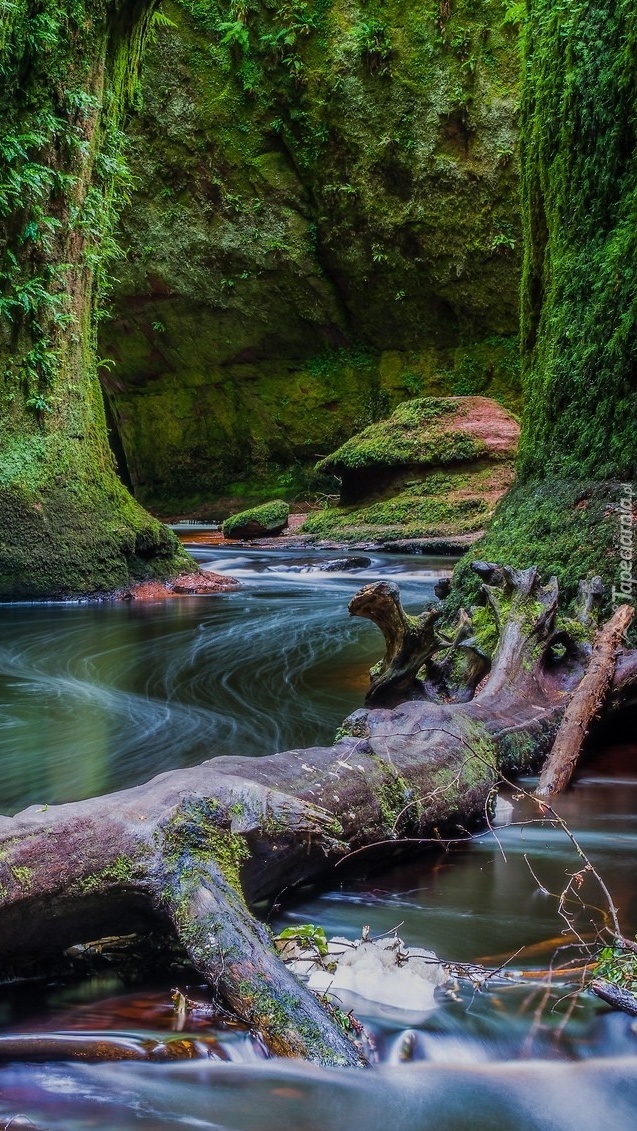 Uschnięty pień w rzece Carnock Burn w Szkocji