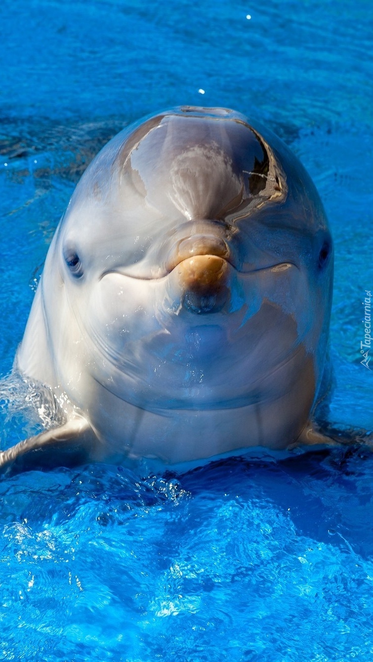Uśmiech delfina