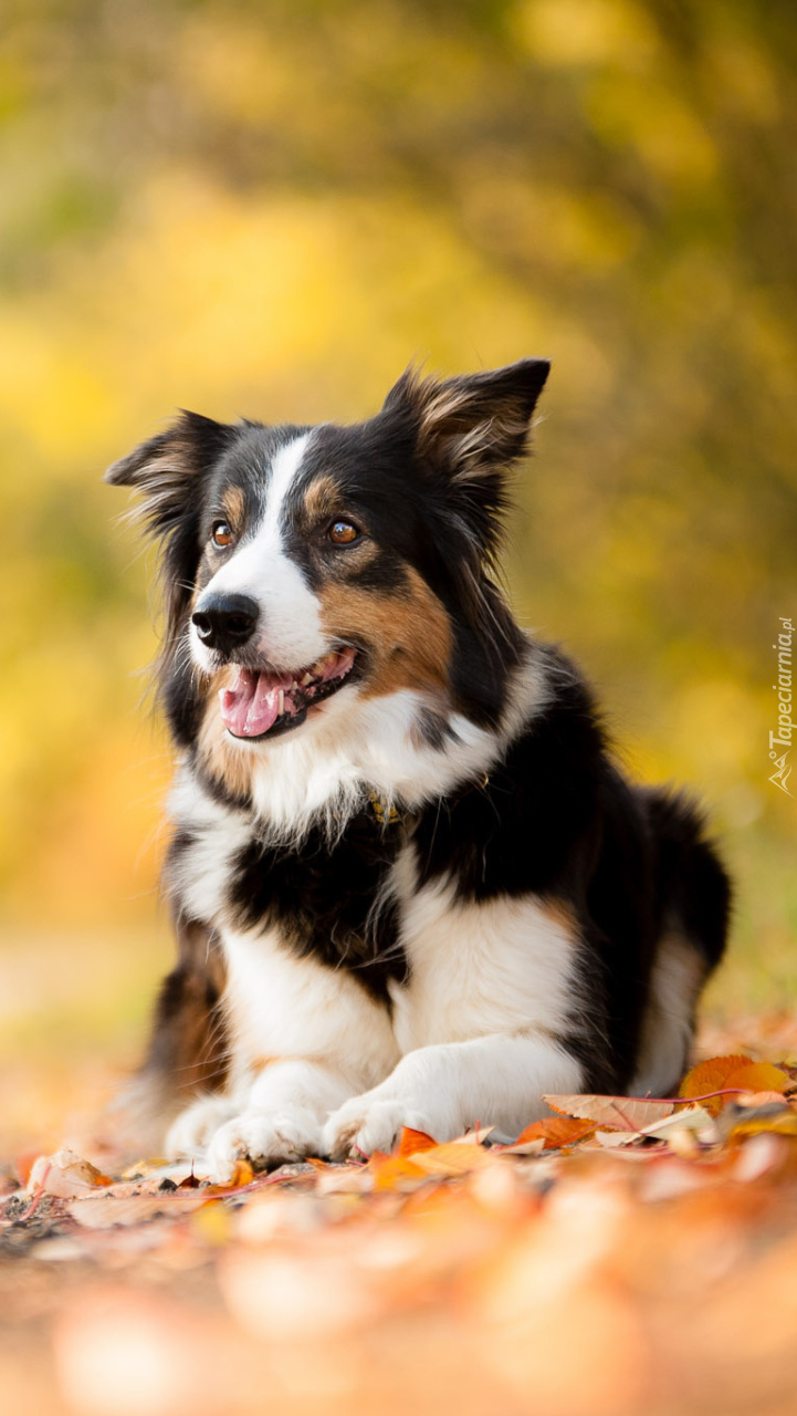 Uśmiechnięty border collie