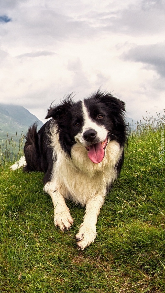 Uśmiechnięty border collie