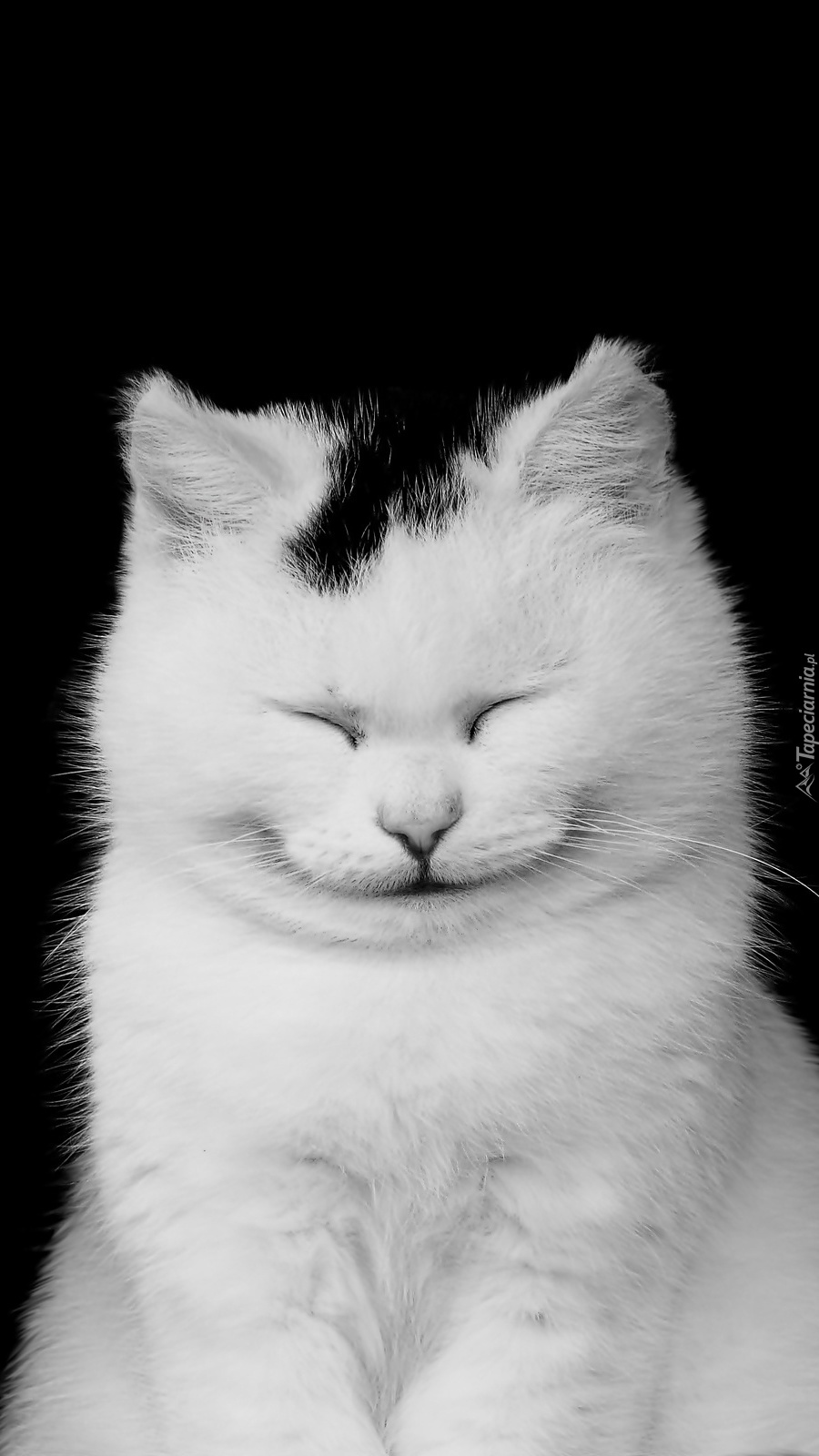 Uśmiechnięty kot