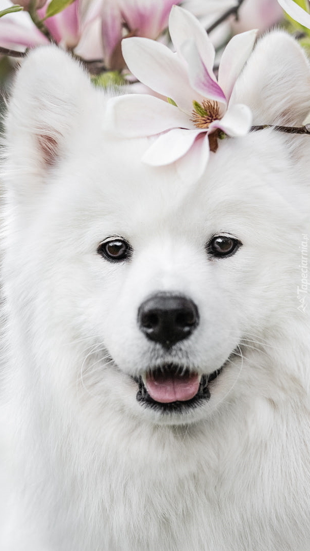 Uśmiechnięty samojed