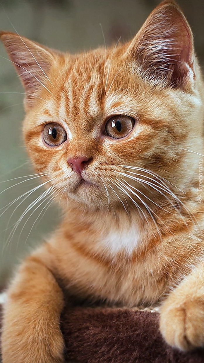 Uważne spojrzenie rudego kotka