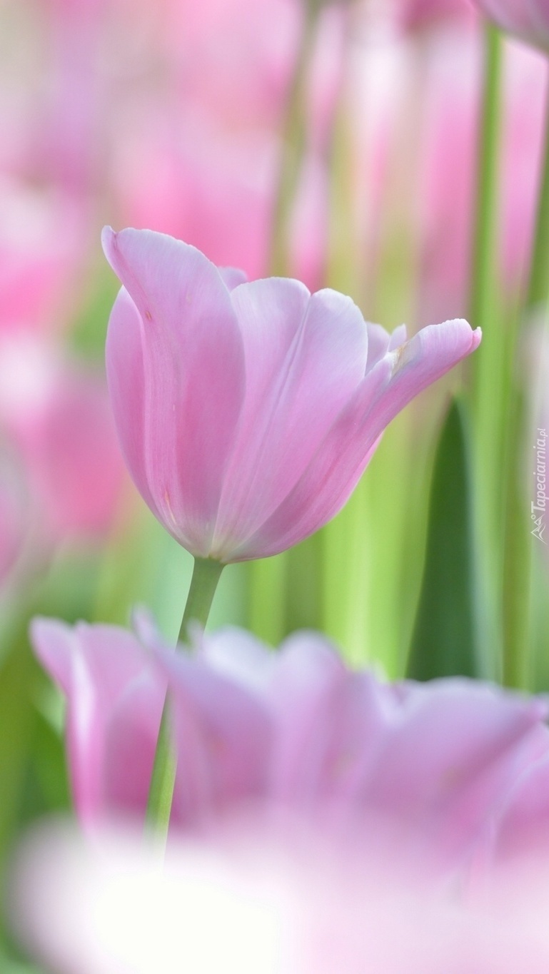 W różowym kolorze tulipany