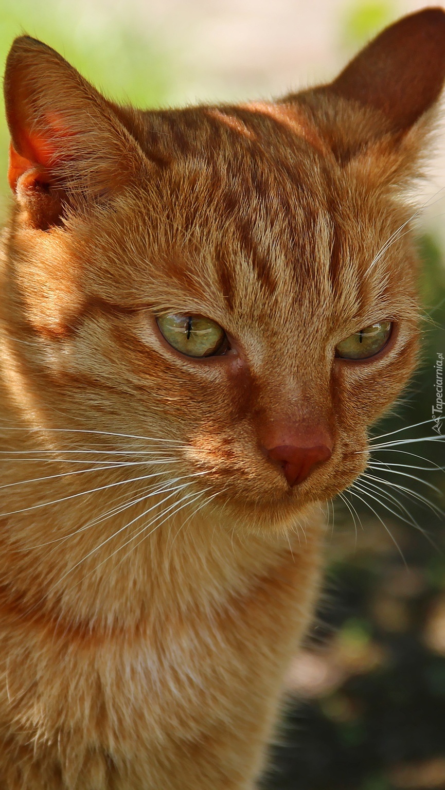 Wąsy rudego kota