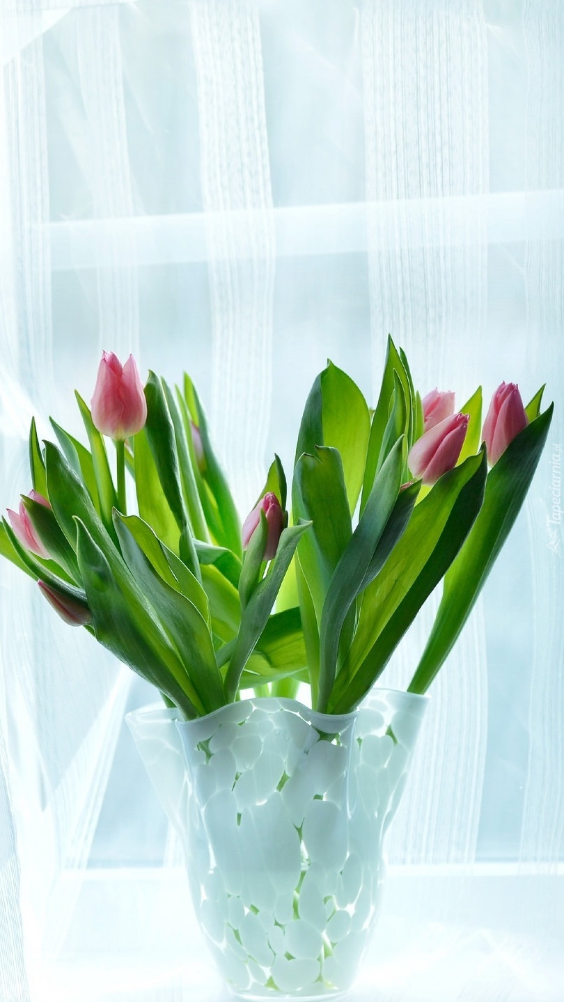 Wazon z tulipanami w oknie