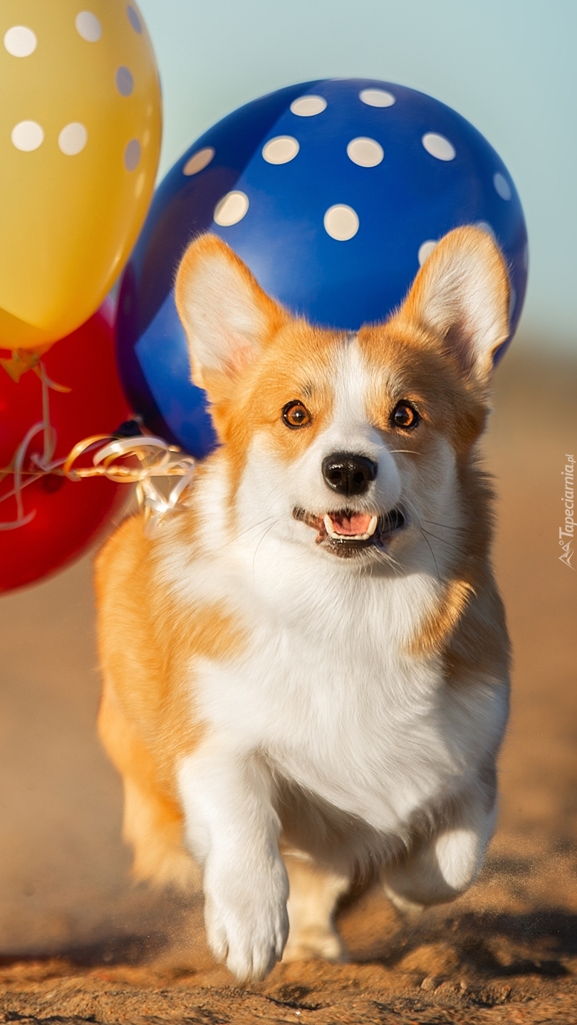 Welsch corgi pembroke biegnący z balonami