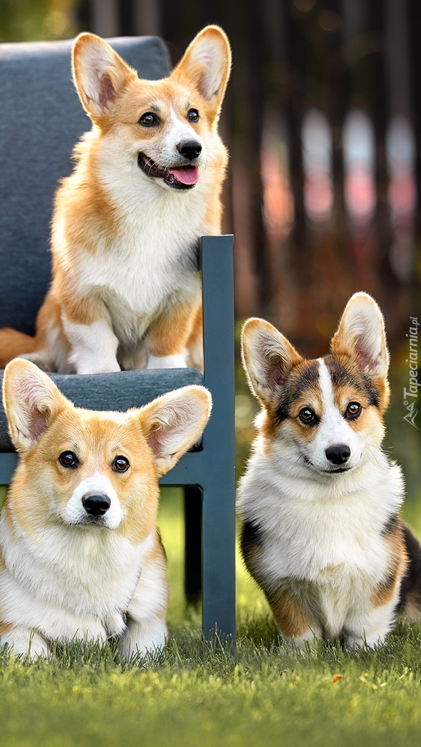 Welsh corgi cardigan