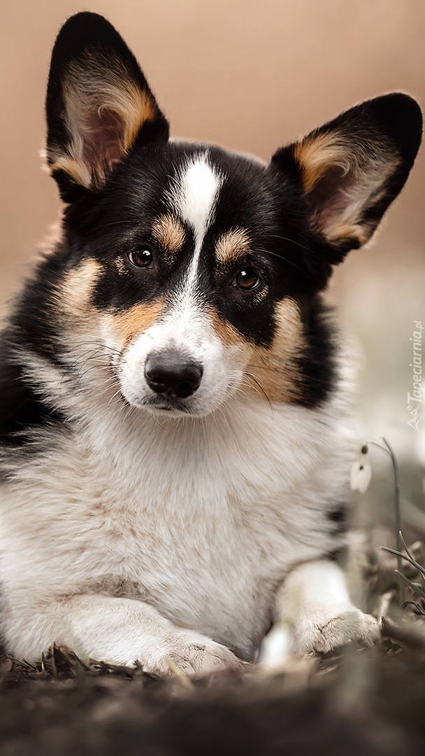 Welsh corgi cardigan