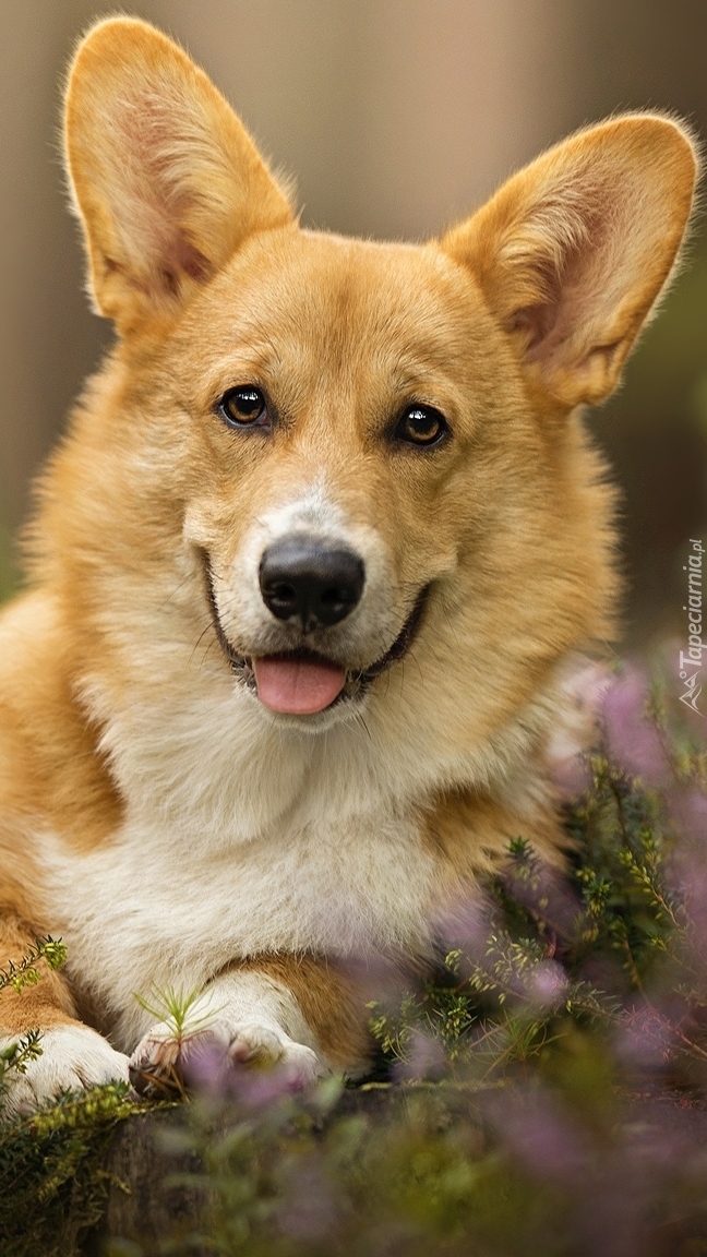 Welsh corgi pembroke