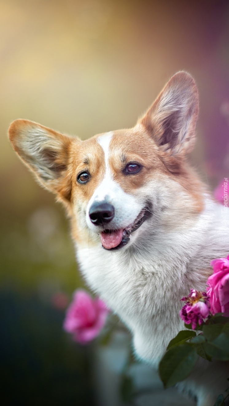 Welsh corgi pembroke