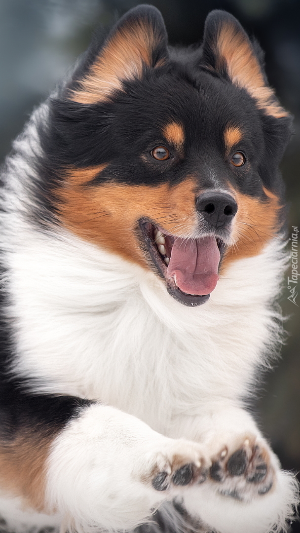 Welsh corgi pembroke