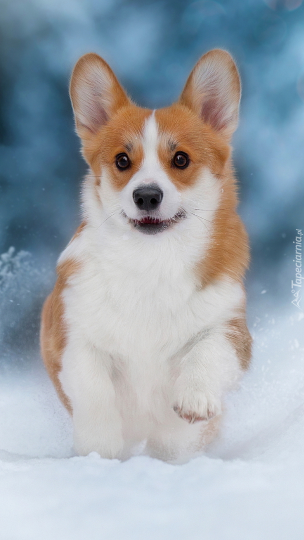 Welsh corgi pembroke