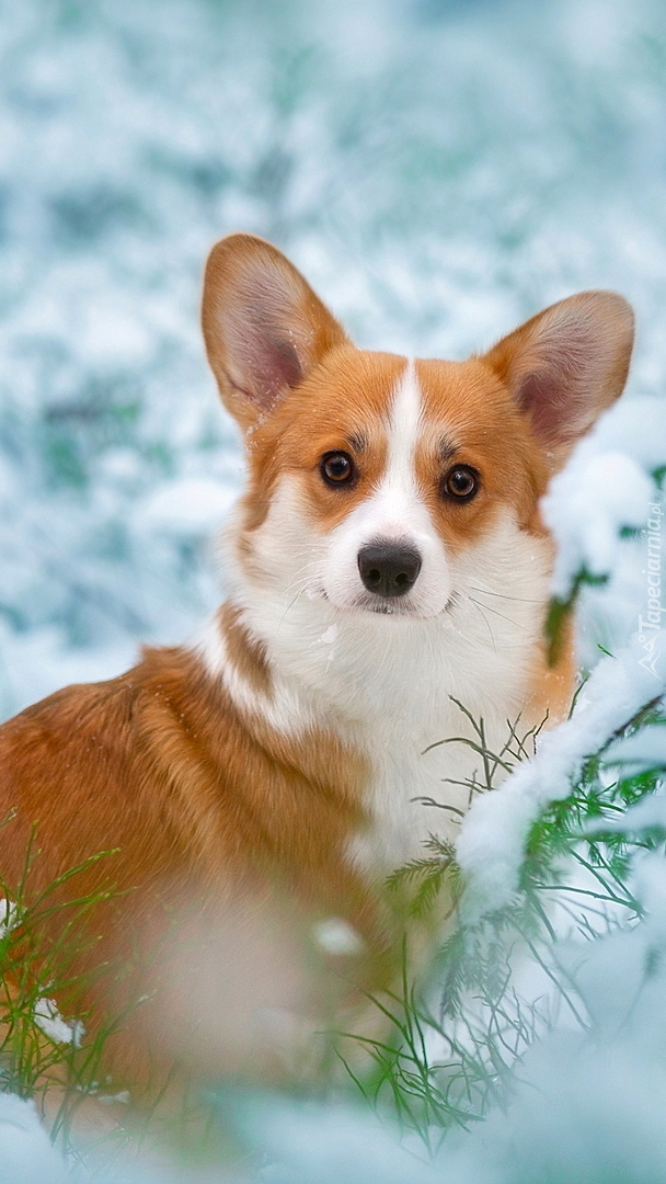 Welsh corgi pembroke