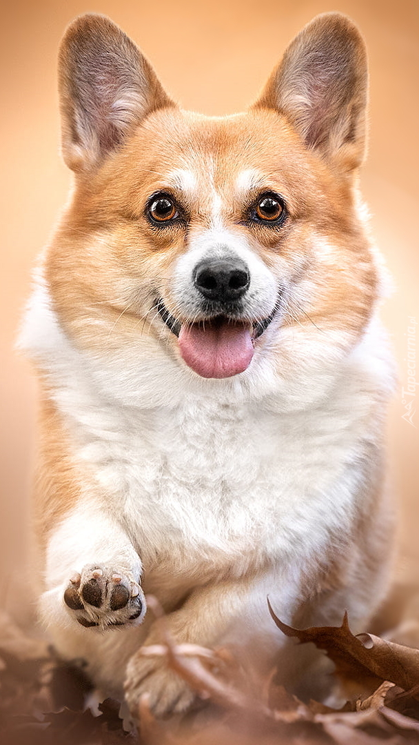 Welsh corgi pembroke