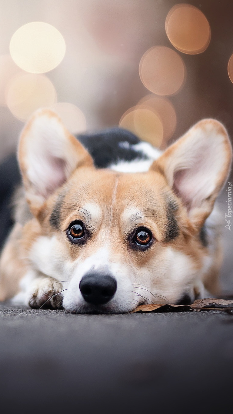 Welsh corgi pembroke