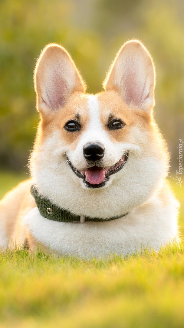 Welsh corgi pembroke