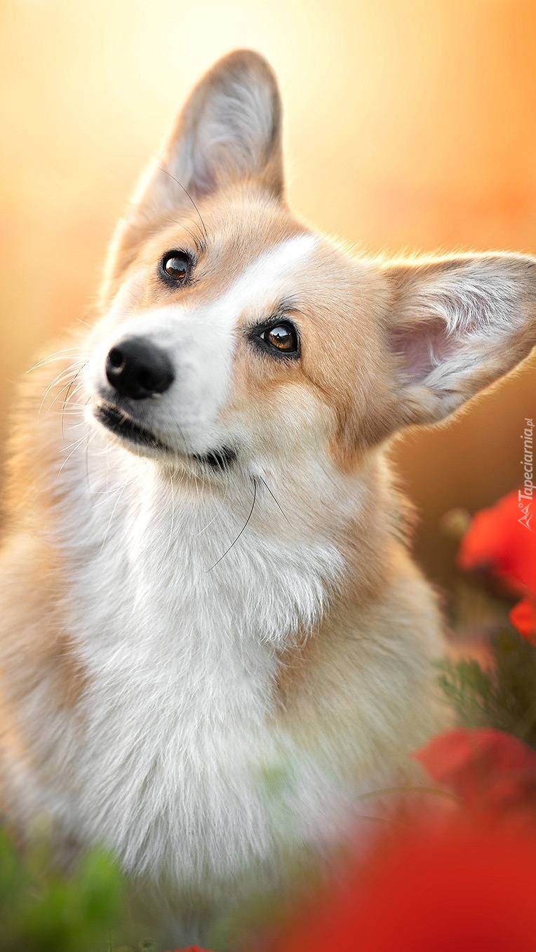 Welsh corgi pembroke