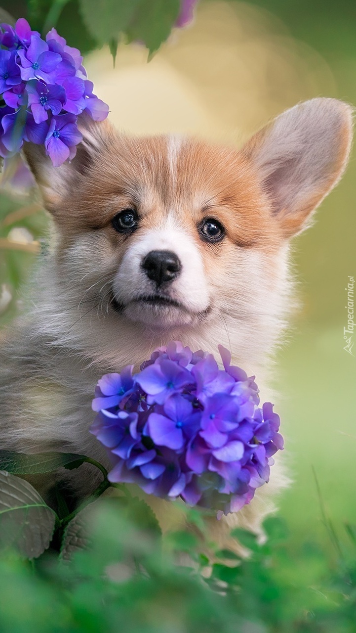 Welsh corgi pembroke obok kwiatów hortensji