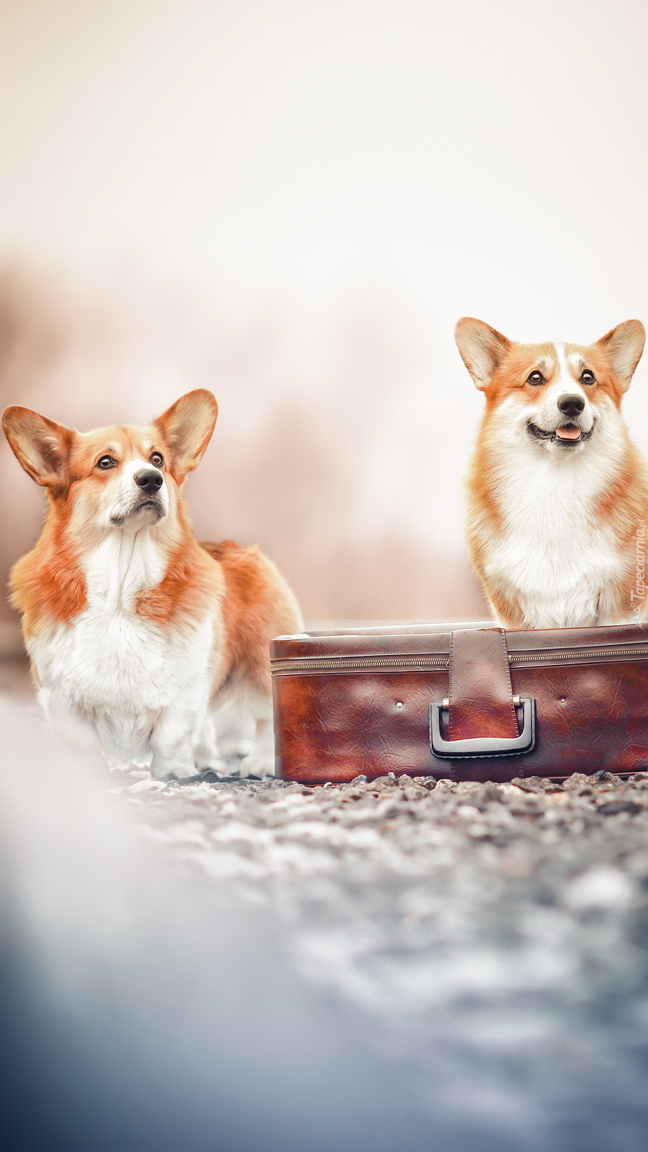 Welsh corgi pembroke obok walizki